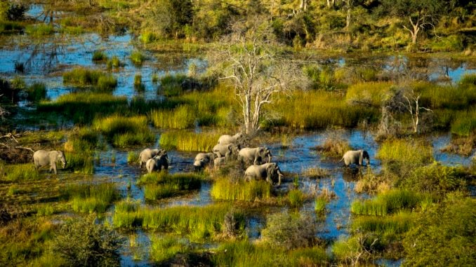 elephants-okavango-delta