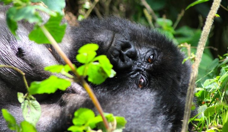 Mountain gorilla baby in Uganda