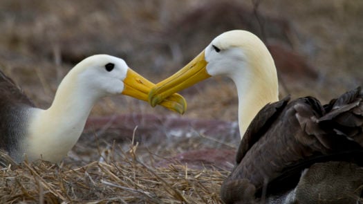 waved-albatross-espanola-galapagos-islands