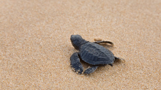 baby-turtle-sri-lanka