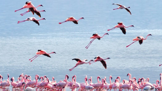 Flamingos near Bogoria Lake