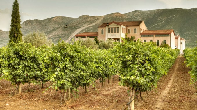 skouras-winery-greece-vineyard-1