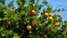 greek-food-orange-grove
