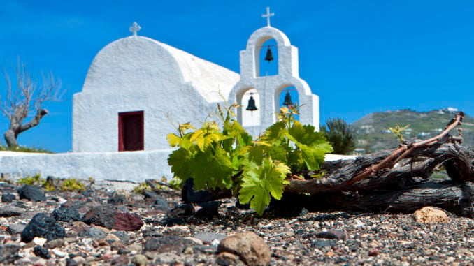 Grape field at Santorini of the Cyclades islands in Greece.