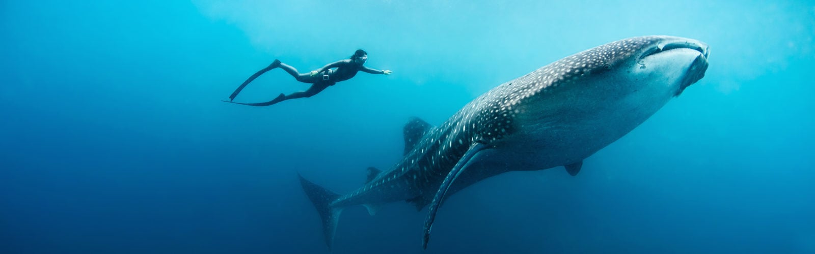 Scuba diver with whale shark