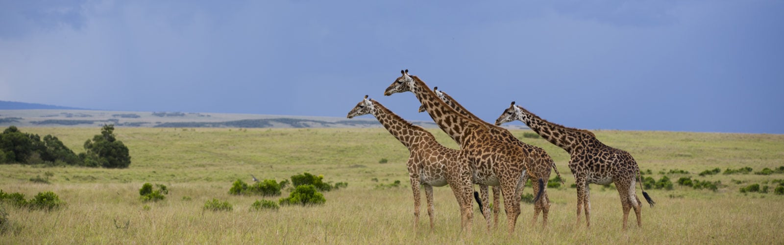 rekero-camp-giraffe
