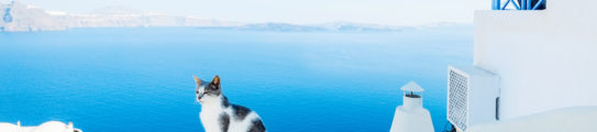 Cat against blue sky and sea in Santorini island, Oia, Greece