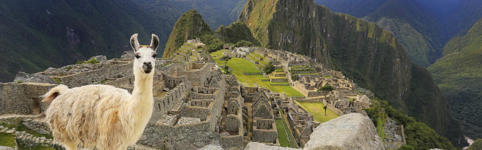 Llama standing at Machu Picchu overlook in Peru