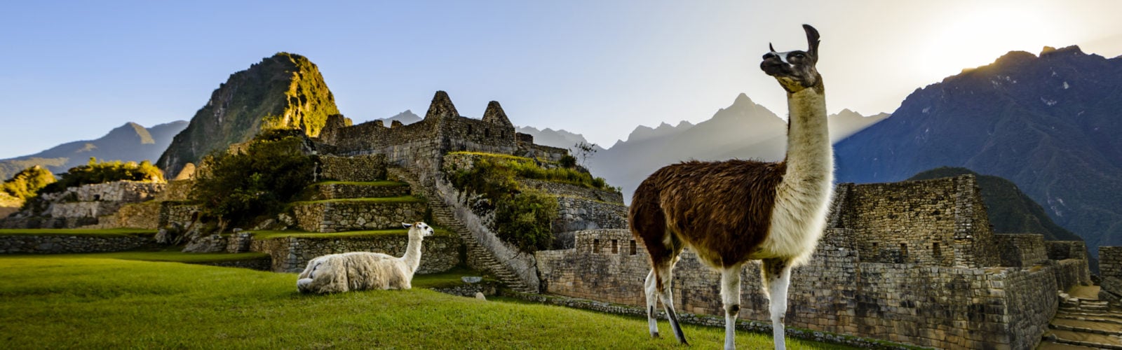 A llama walks around the ruins of Machu Picchu
