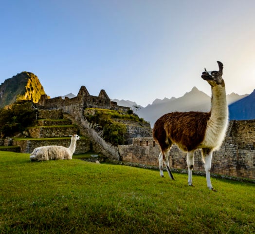 A llama walks around the ruins of Machu Picchu
