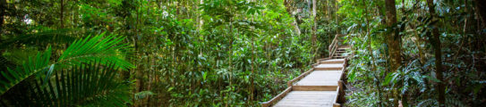 daintree-rainforest-boardwalk-australia
