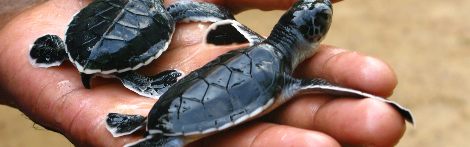 baby-turtles-sri-lanka