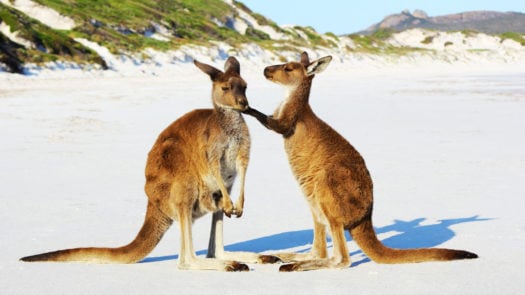 Kangaroos cuddling on the beach on Kangaroo Island