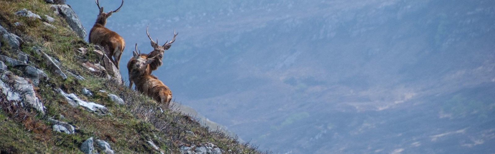Three stags in the Scottish highlands