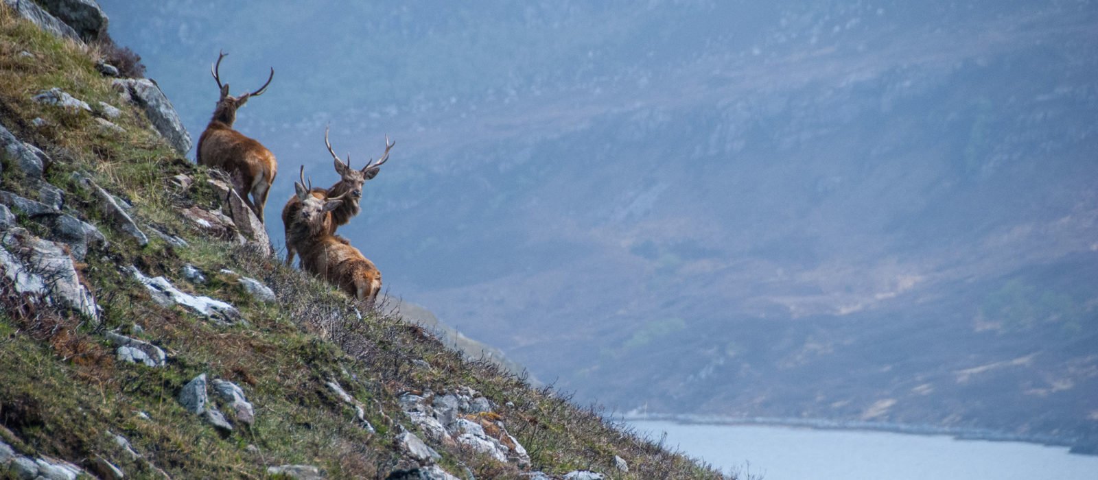 Three stags in the Scottish highlands