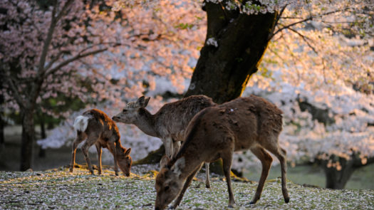 nara-deer-park-japan