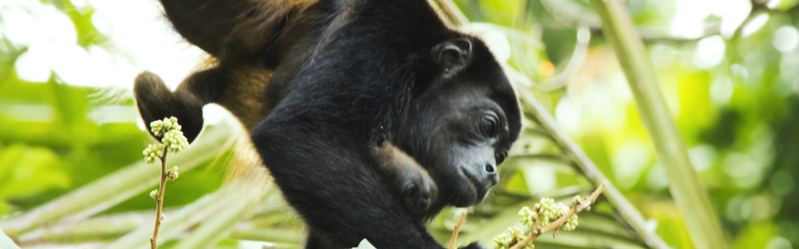 tortuguero-national-park-monkey