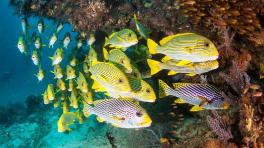 Fish swimming in the Great Barrier Reef