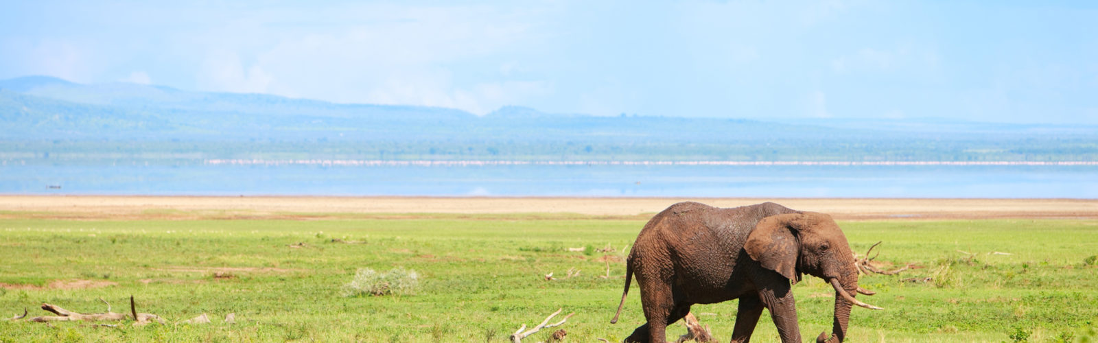 lake-manyara-elephants