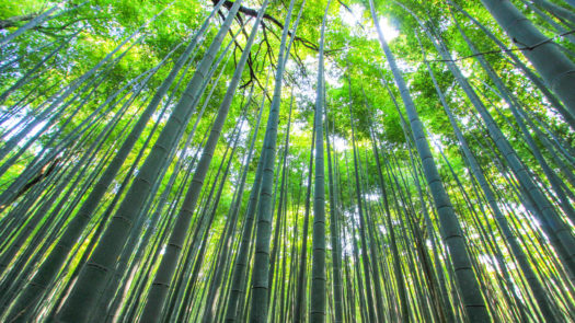 kyoto-bamboo-forest-japan
