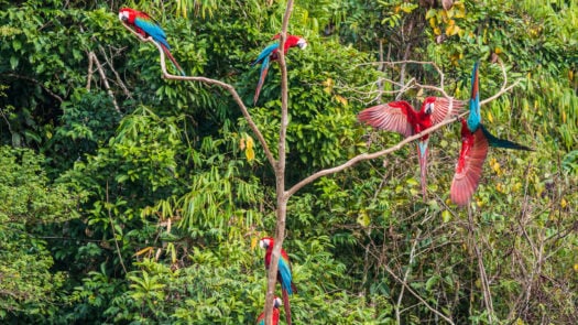 flock of macaws standing three peruvian Amazon jungle