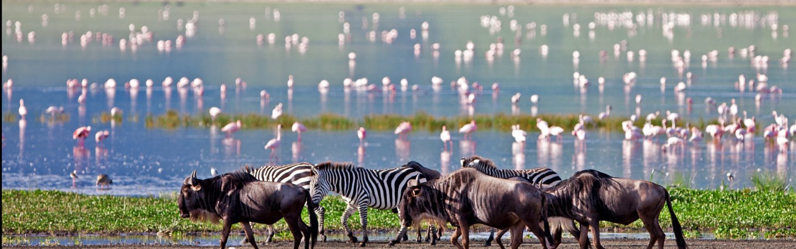 zabras-wildebeest-flamingo-ngorongoro-crater-tanzania