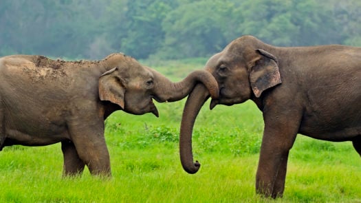 elephants-wild-sri-lanka