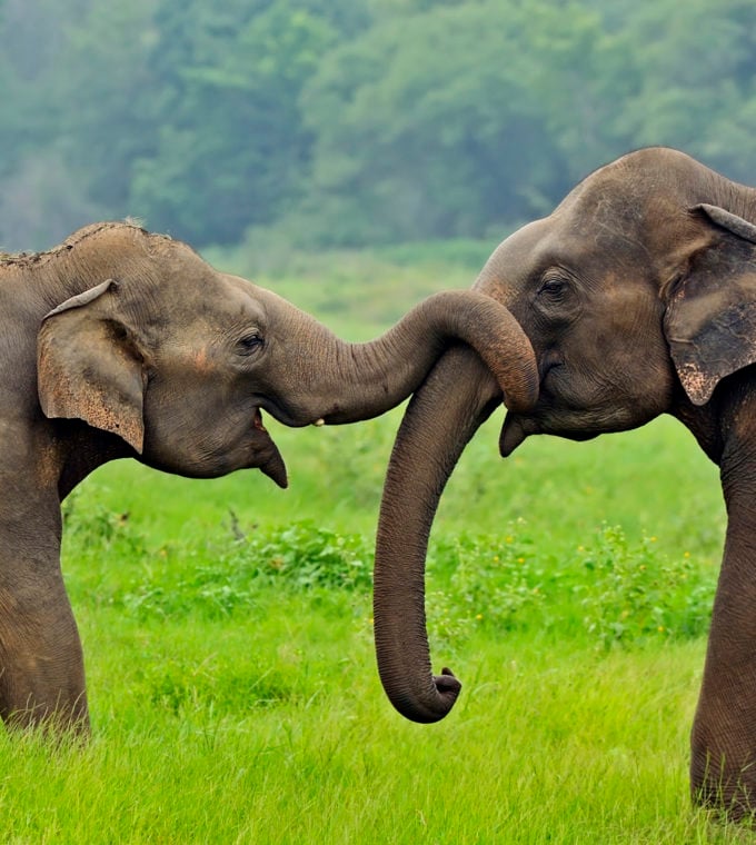 elephants-wild-sri-lanka