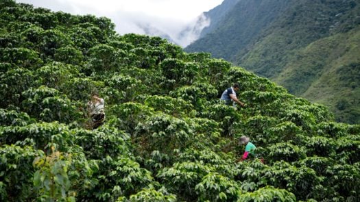 colombian-farmers-coffee-harvest