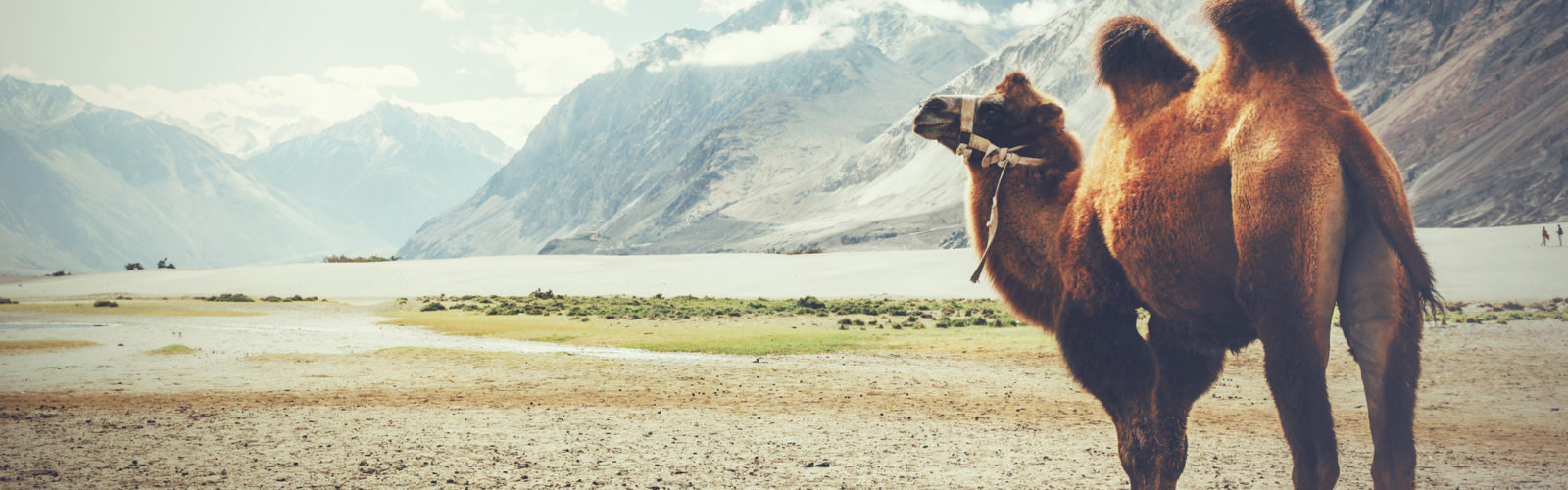 ladakh-camel