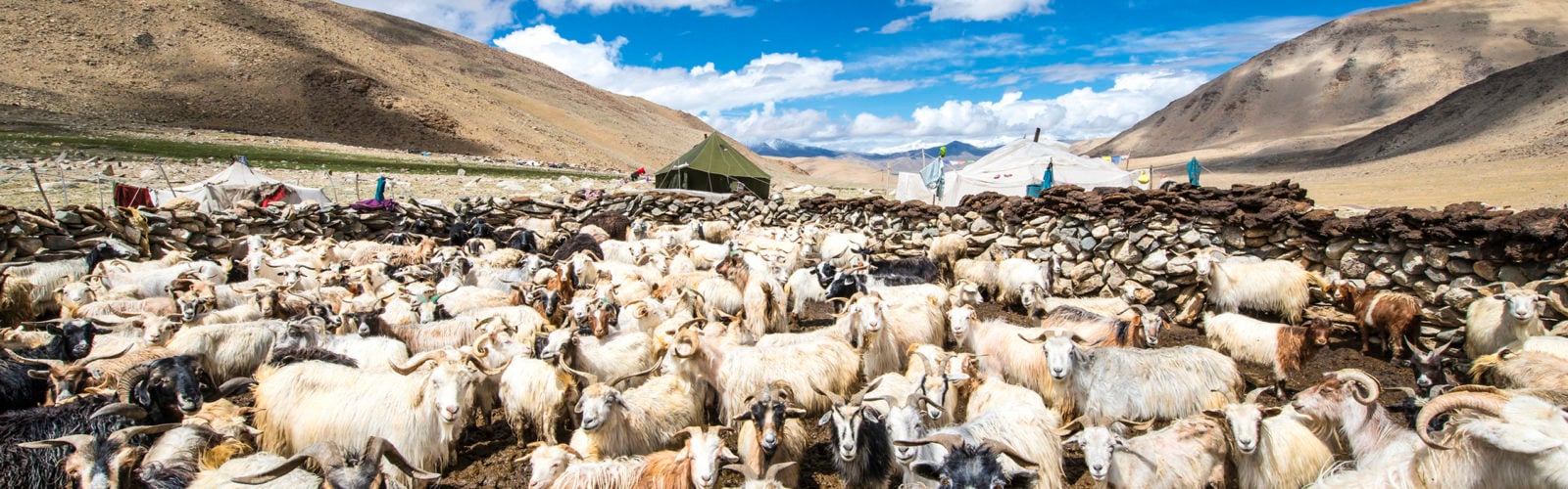 ladakh-goat-herd