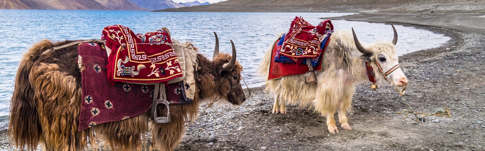 ladakh-yaks-and-lake