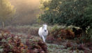 white horse trotting autumn mist at dawn