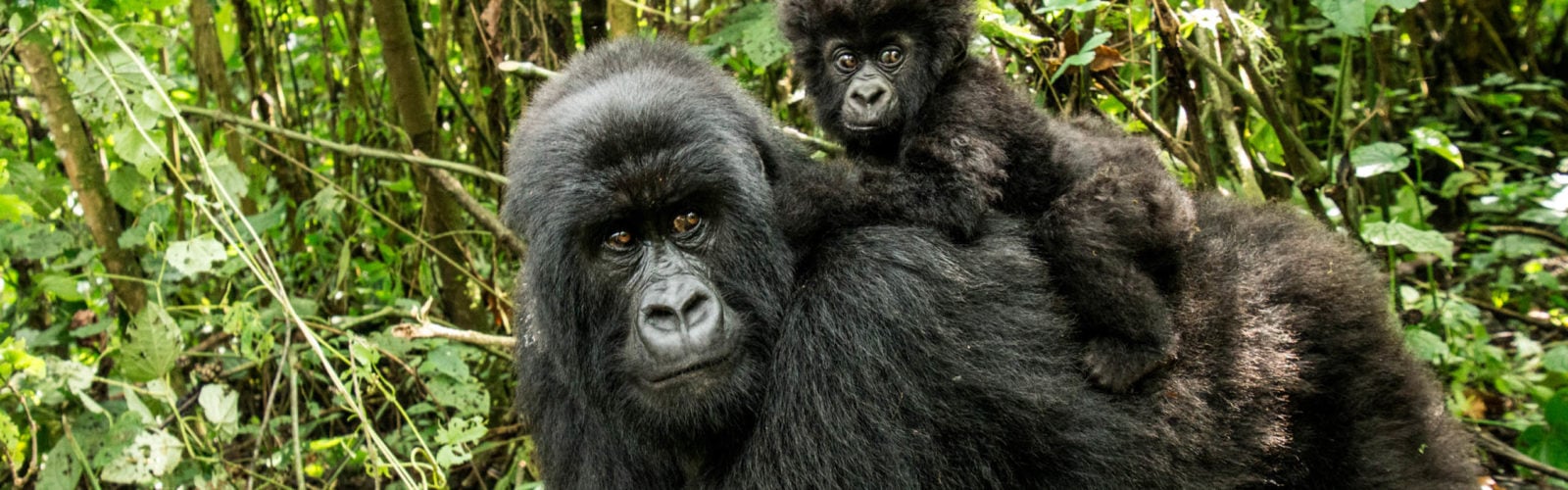 Mother Mountain gorilla with baby
