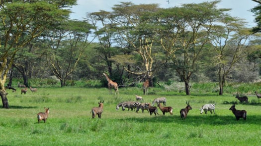 Solio Lodge, Solio Game Reserve, Kenya