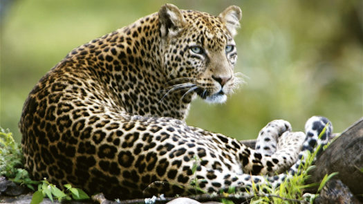 Leopard, Solio Private Reserve, Kenya