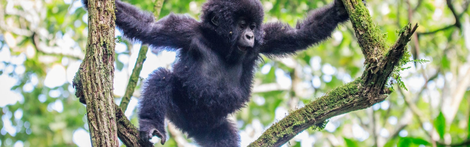 Baby mountain gorilla playing in a tree