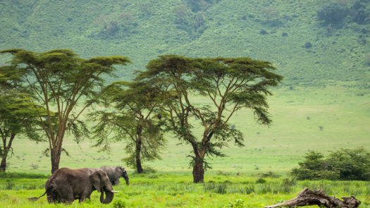 ngorongoro-elephants