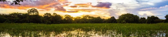 pantanal-brazil