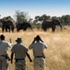 Elephants Xaranna safari