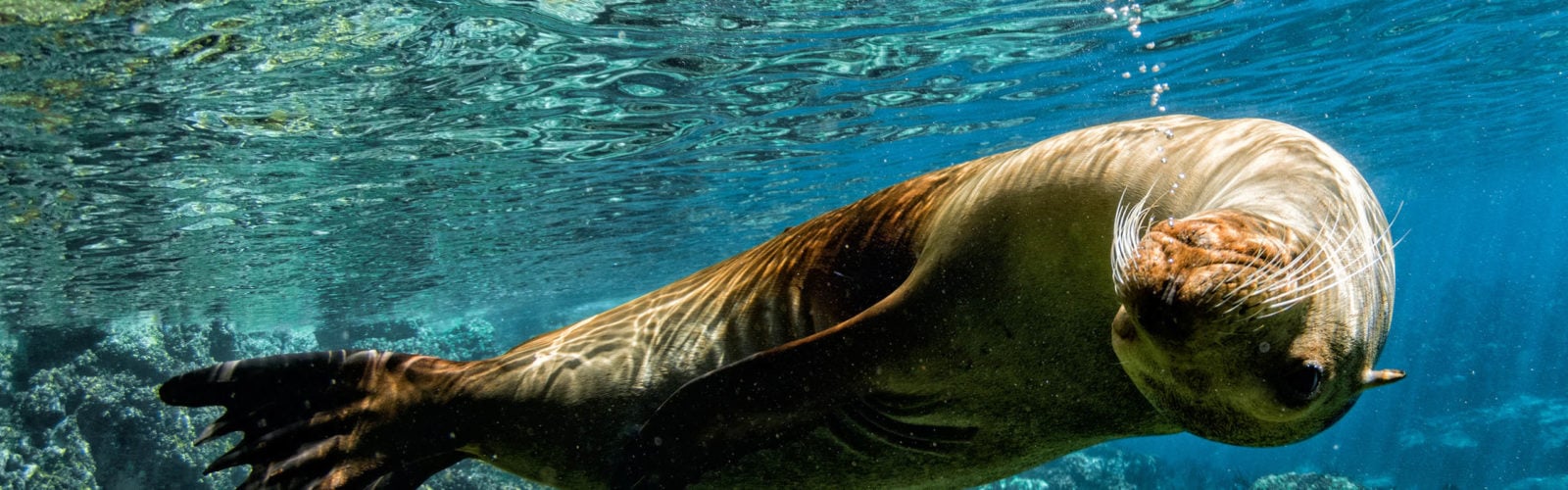 seao-lion-swimming-underwater-galapagos