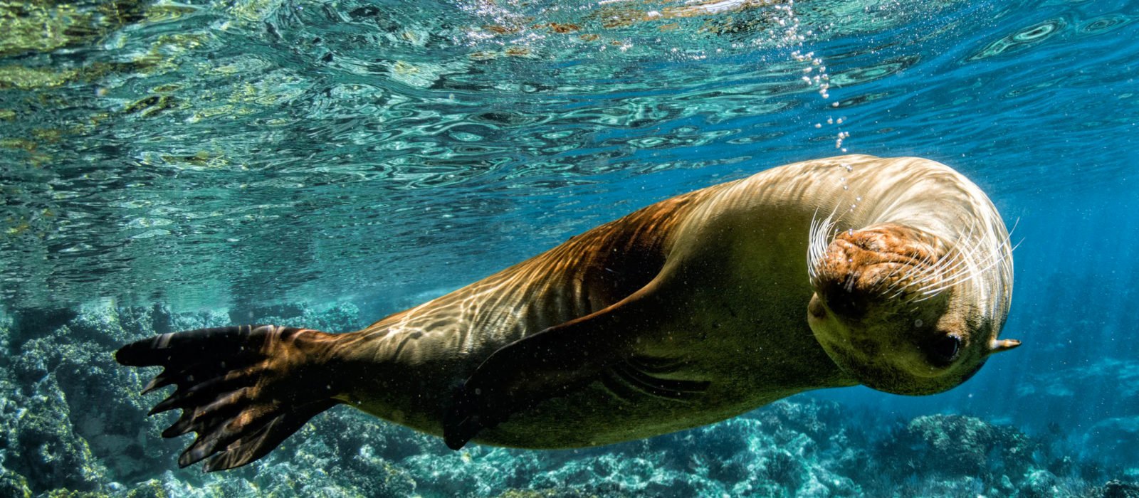 seao-lion-swimming-underwater-galapagos