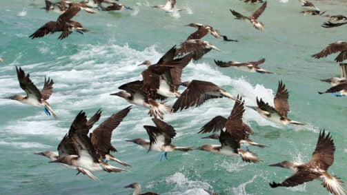 Blue footed boobies flying and fishing, Galapagos