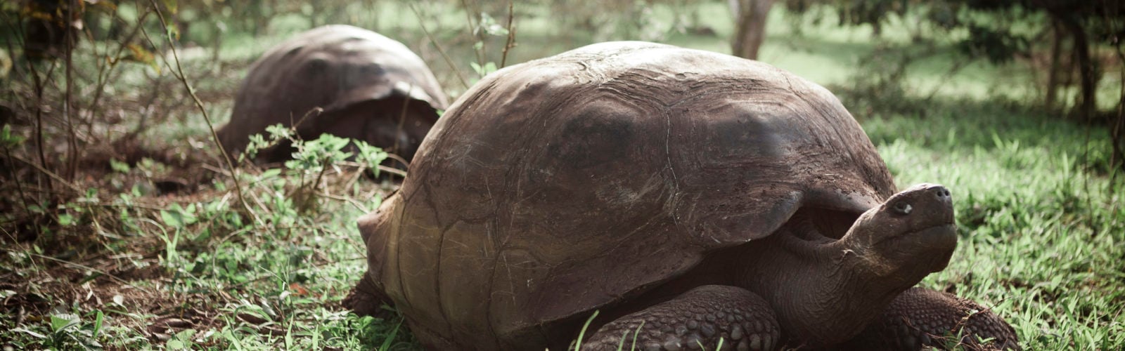giant-tortoises-santa-cruz-galapagos-islands