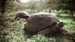 giant-tortoises-santa-cruz-galapagos-islands