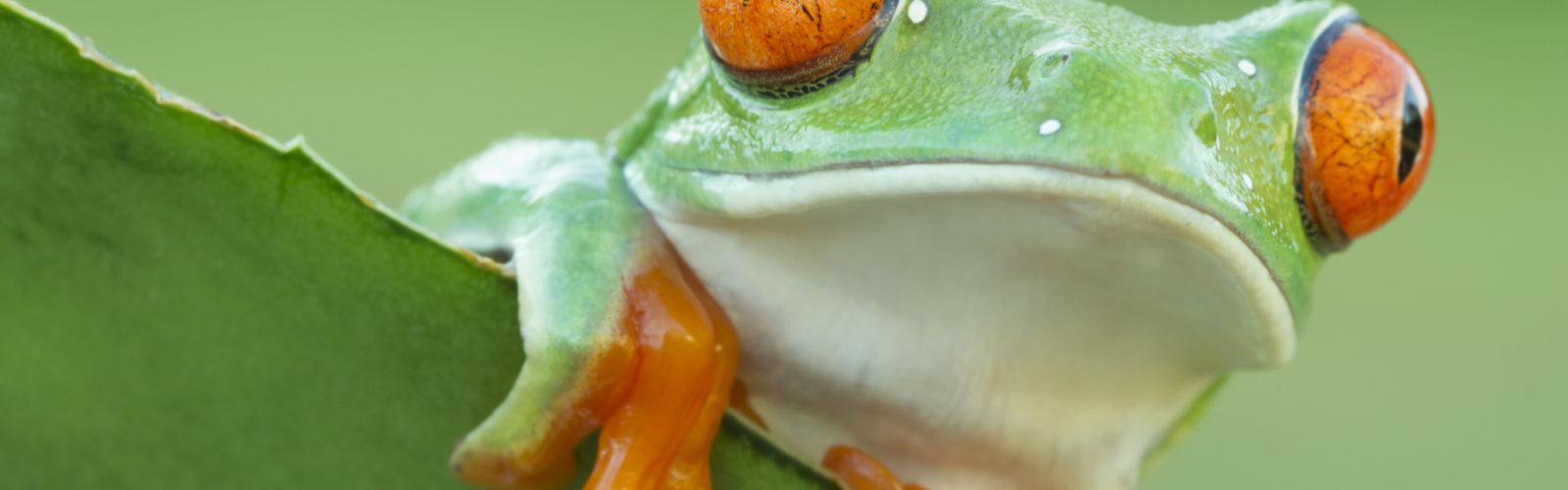 amazon-frog
