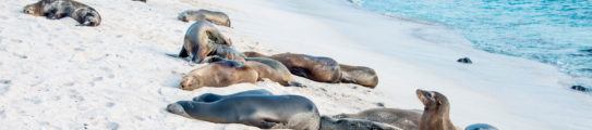 Sea lions resting under the sun, Galapagos