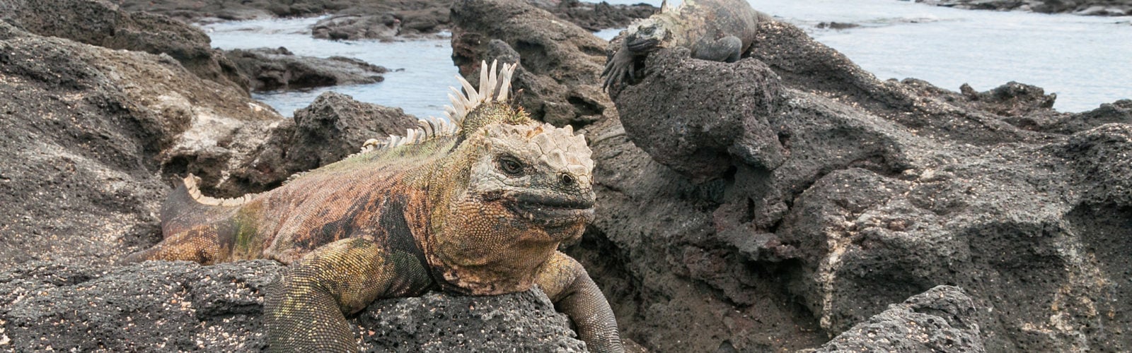Galapagos marine iguana on a rocky outcrop