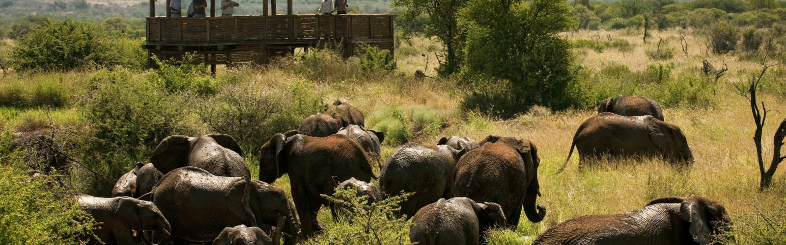 elephants-madikwe-game-reserve-south-africa