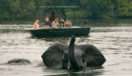 Boat Elephant Zambia